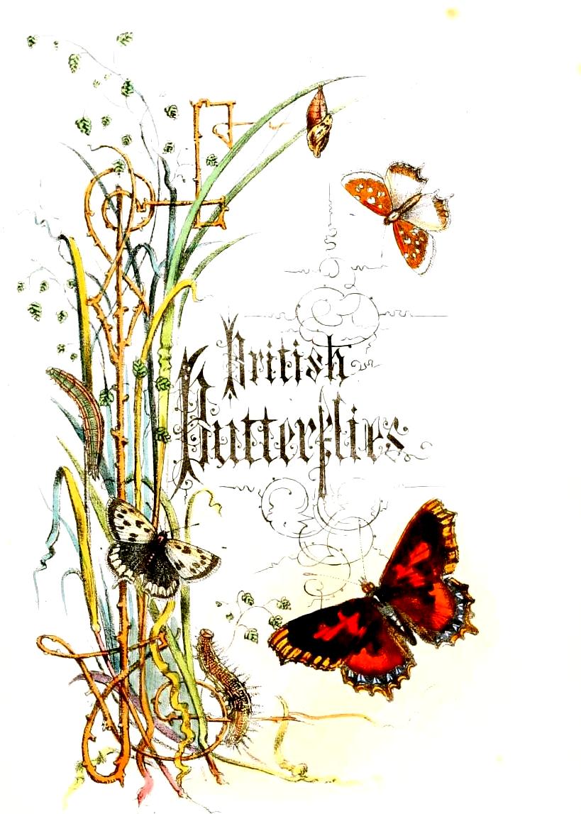 bumble button British Butterflies Victorian Book of Beautiful Butterflies Illustrations