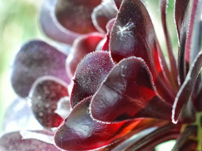 Close up of black leaved Aeonium arboretum 'Zwartkop'