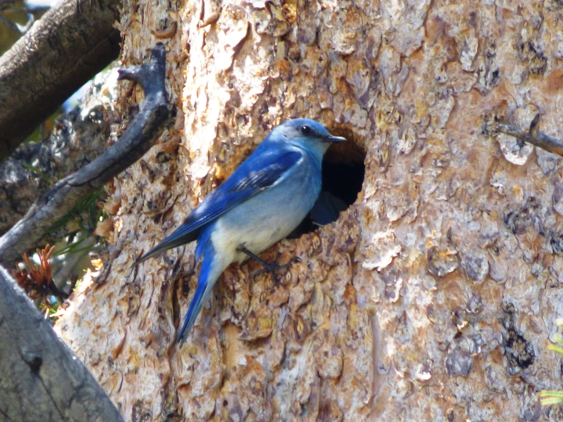 Geotripper's California Birds: Mountain Bluebirds Building Nests in