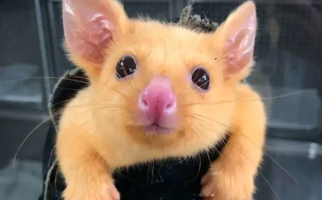 Hallan en Australia un 'Pikachu de la vida real'