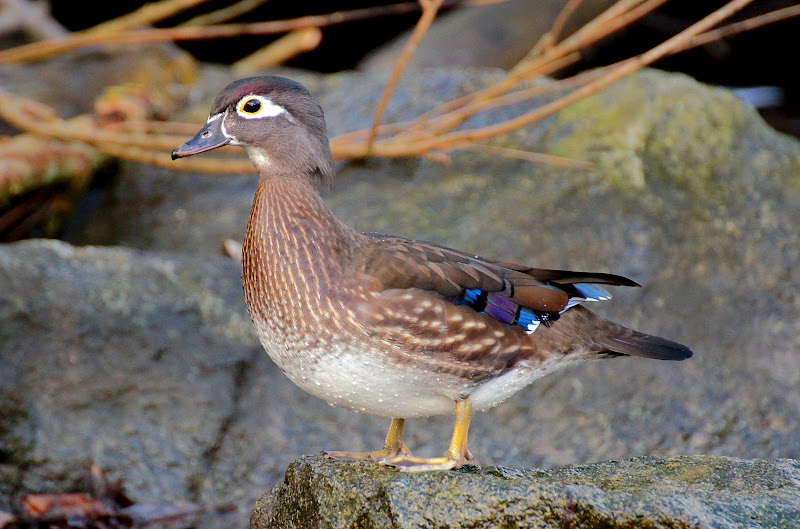 Victoria Daily Photo Wood Duck (Female) (Aix sponsa)