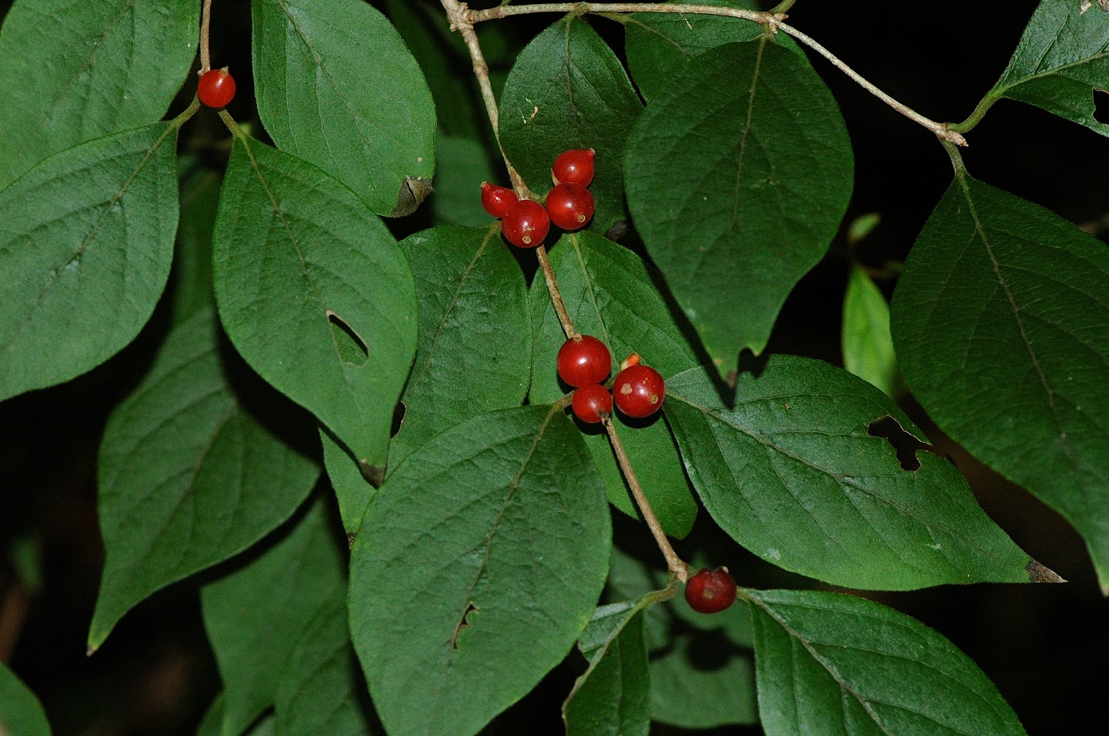 Field Biology in Southeastern Ohio Bush Honeysuckles