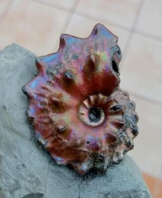Euhoplites Ammonite