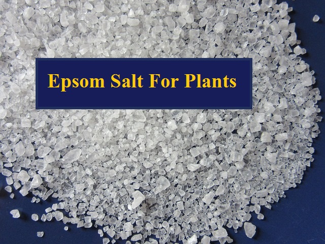 Epsom Salt – Epsom Salt for plants - Organic Gardening