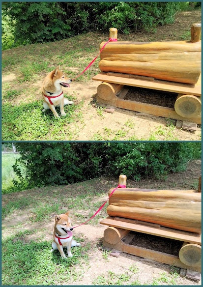 南崁美食-蕃薯藤自然食堂-有機天然食物˙姊妹淘放心享用