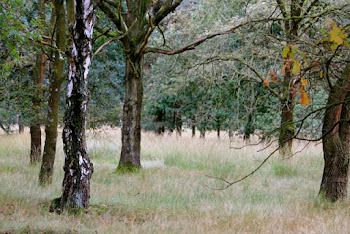 ein Spaziergang in der Heide ...