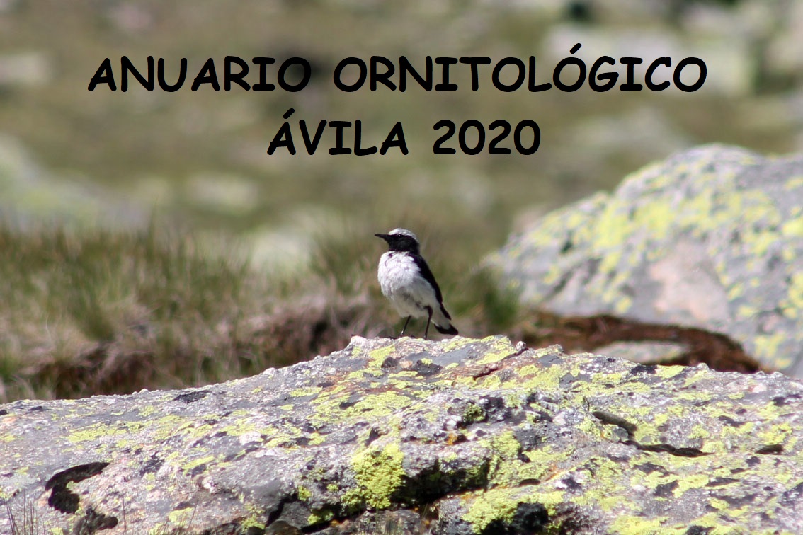 ANUARIO ORNITOLÓGICO ÁVILA 2020