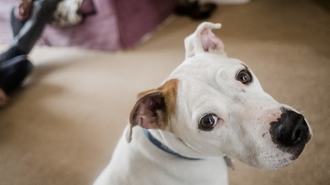 Μυτιλήνη: Πρόστιμο 500 ευρώ επειδή... γάβγιζε ο σκύλος του