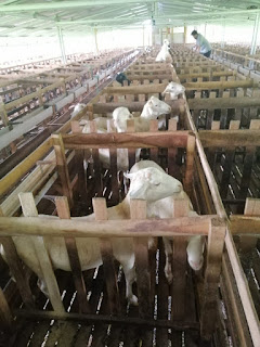 Kandang Kambing idqurban.com
