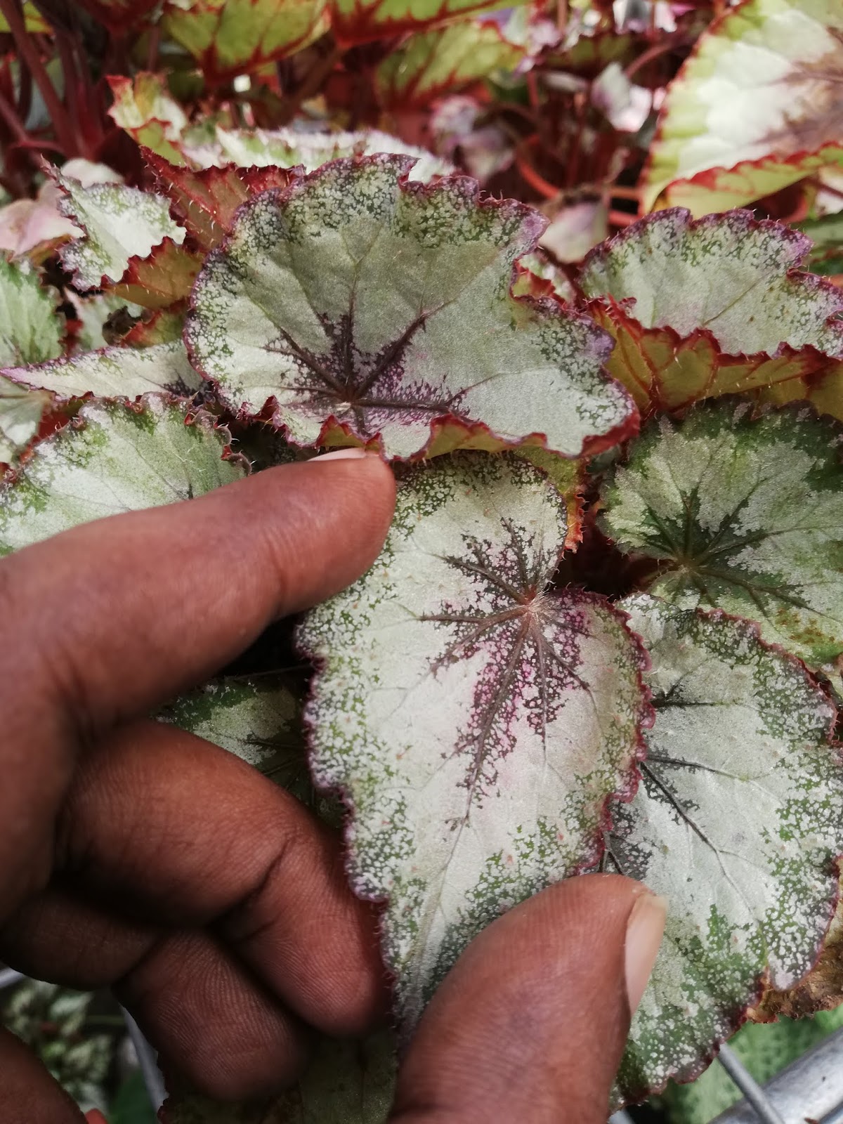 Garden Chronicles of James David Begonia 'Merry Christmas'