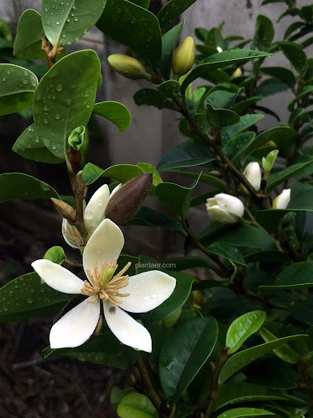 ดอกจำปีแขก Magnolia figo