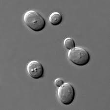 Saccharomyces sp. Saccharomyces sp.