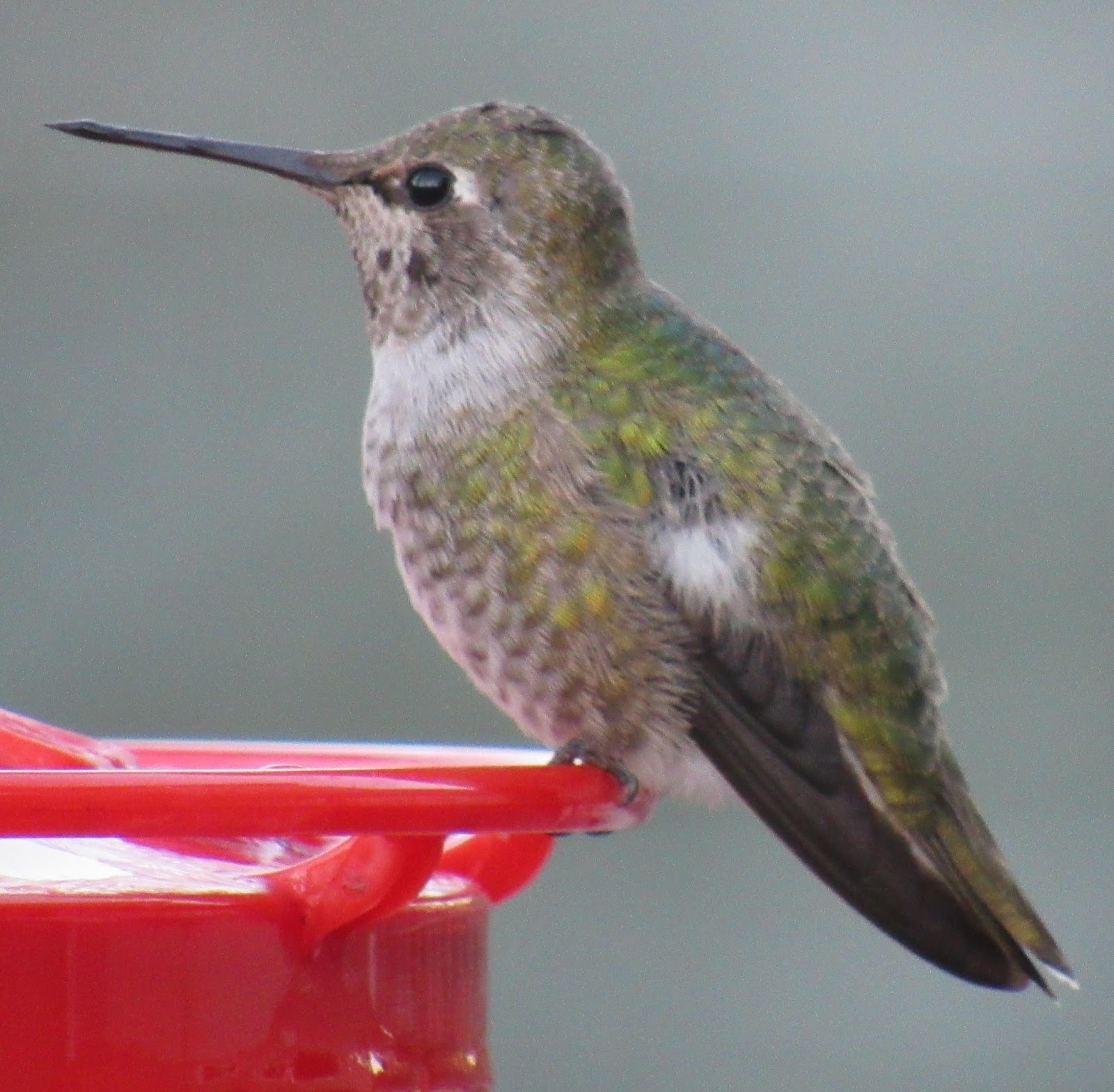 Garden Grumbles And Cross Stitch Fumbles Winter Hummer Care