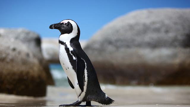 The only penguin survive in the African heat