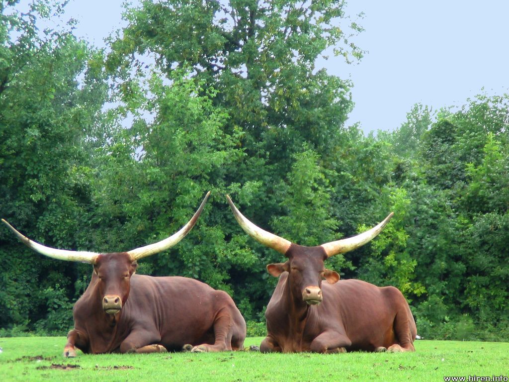 Monkey Blog: cattle wallpaper
