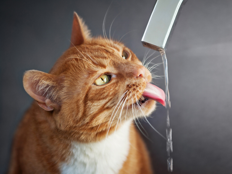 woda w diecie kota, kocia dieta, woda dla kota, kot i woda, znaczenie wody w kociej diecie, czy kot potrzebuje wody, co pije kot, kot nawodnienie, kocie potrzeby, jak zachęcić kota do picia wody, kot za mało pije, kot warszawski