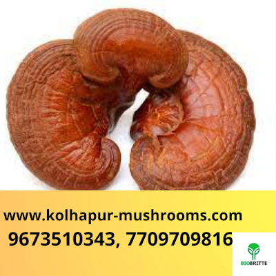 Buy Reishi Mushrooms Online