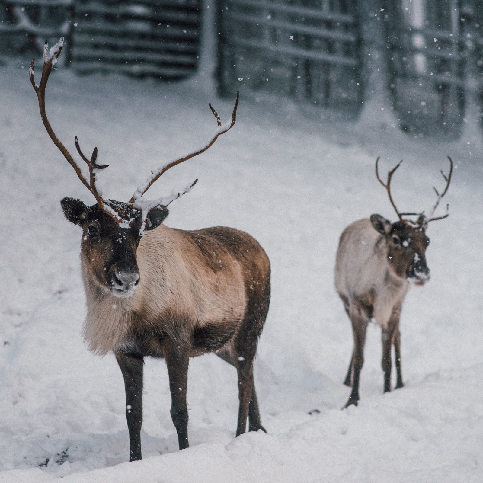 snow brach cairngorms scotland reindeer sky liquid grain liquidgrain