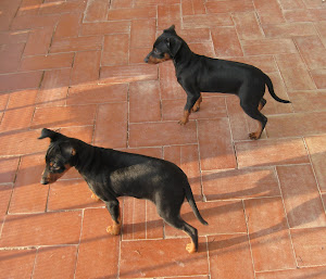 Pinscher Miniatura