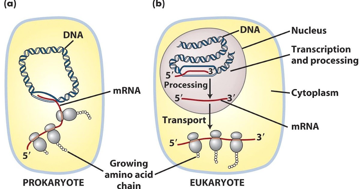 Ap Biology For Dummies Eukaryote Transcription Vs Prokaryote