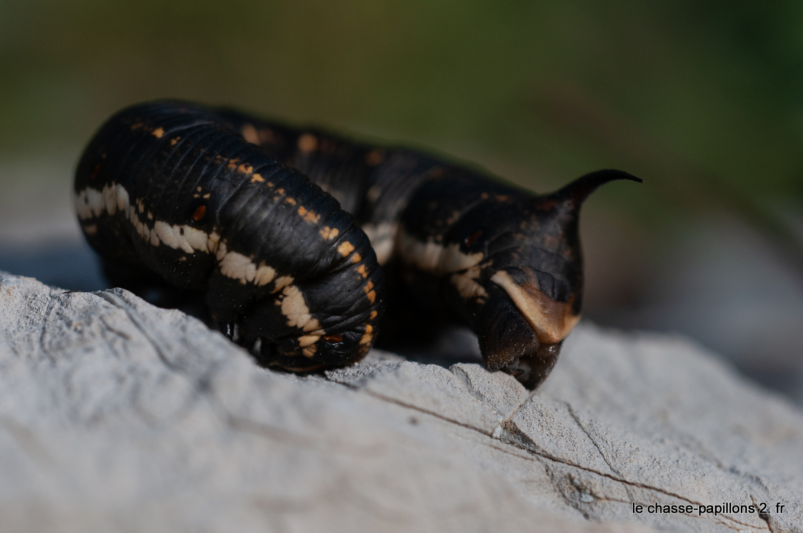 Le chassepapillons 2 La chenille du sphinx du liseron