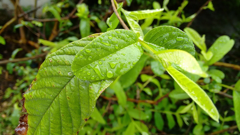10 Incredible Health Benefits of Guava Leaves Healthy Living