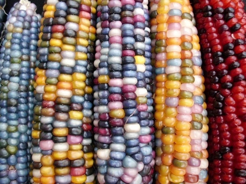 Alam Mengembang Jadi Guru Glass Gem Corn Jagung dengan Biji WarnaWarni