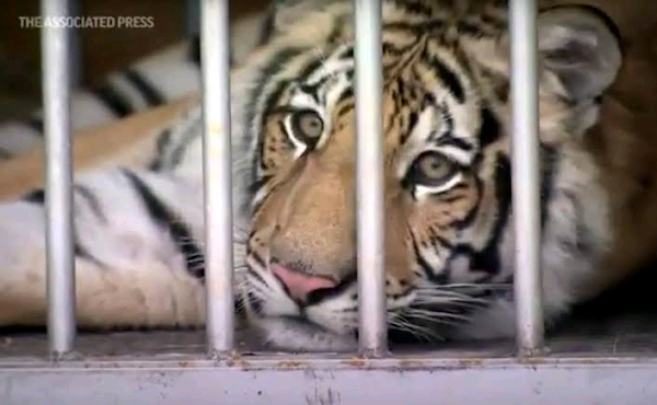 Owner surrenders tiger spotted in Houston neighborhood By Owner surrenders tiger spotted in Houston neighborhood By