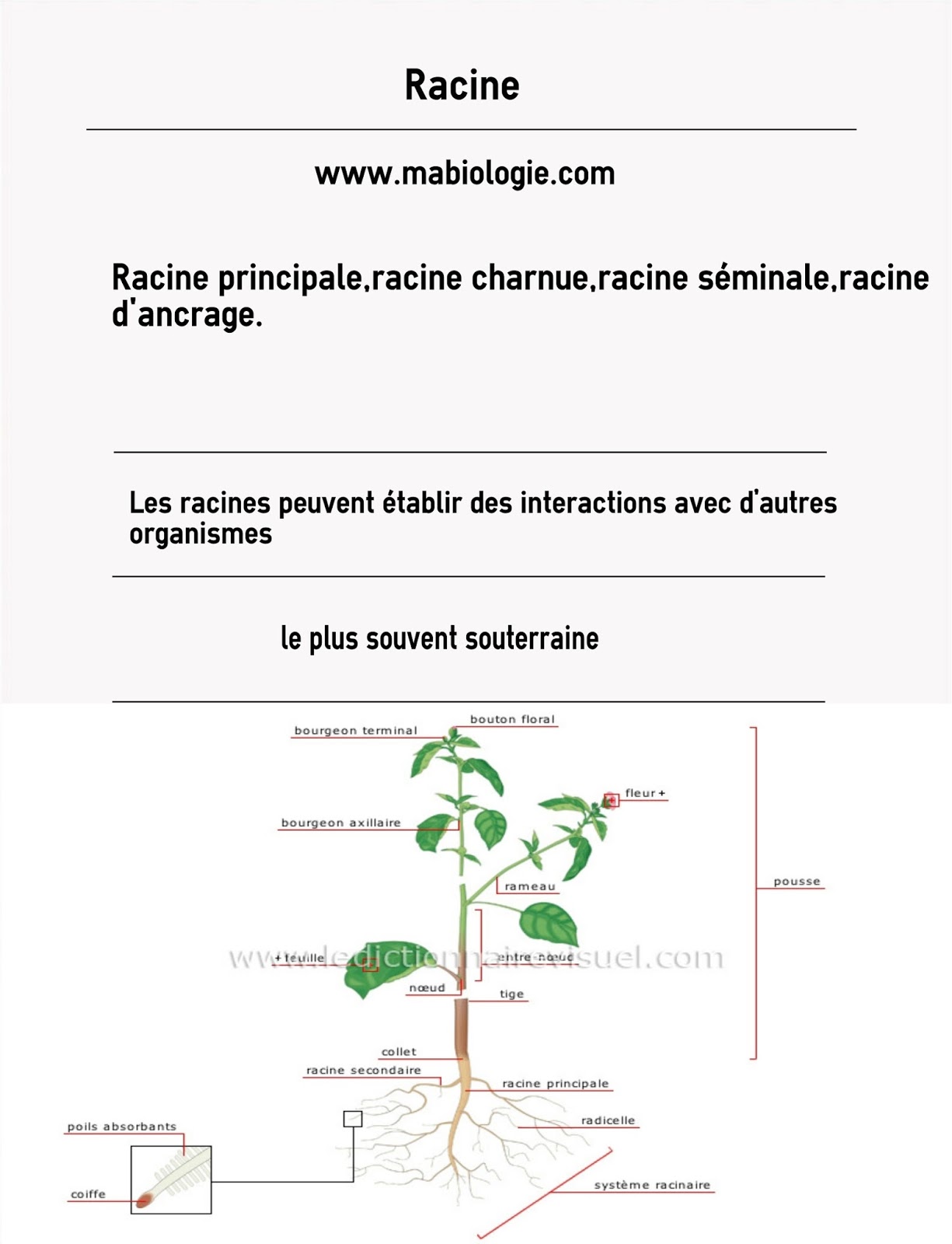 Définition Racine Ma Biologie