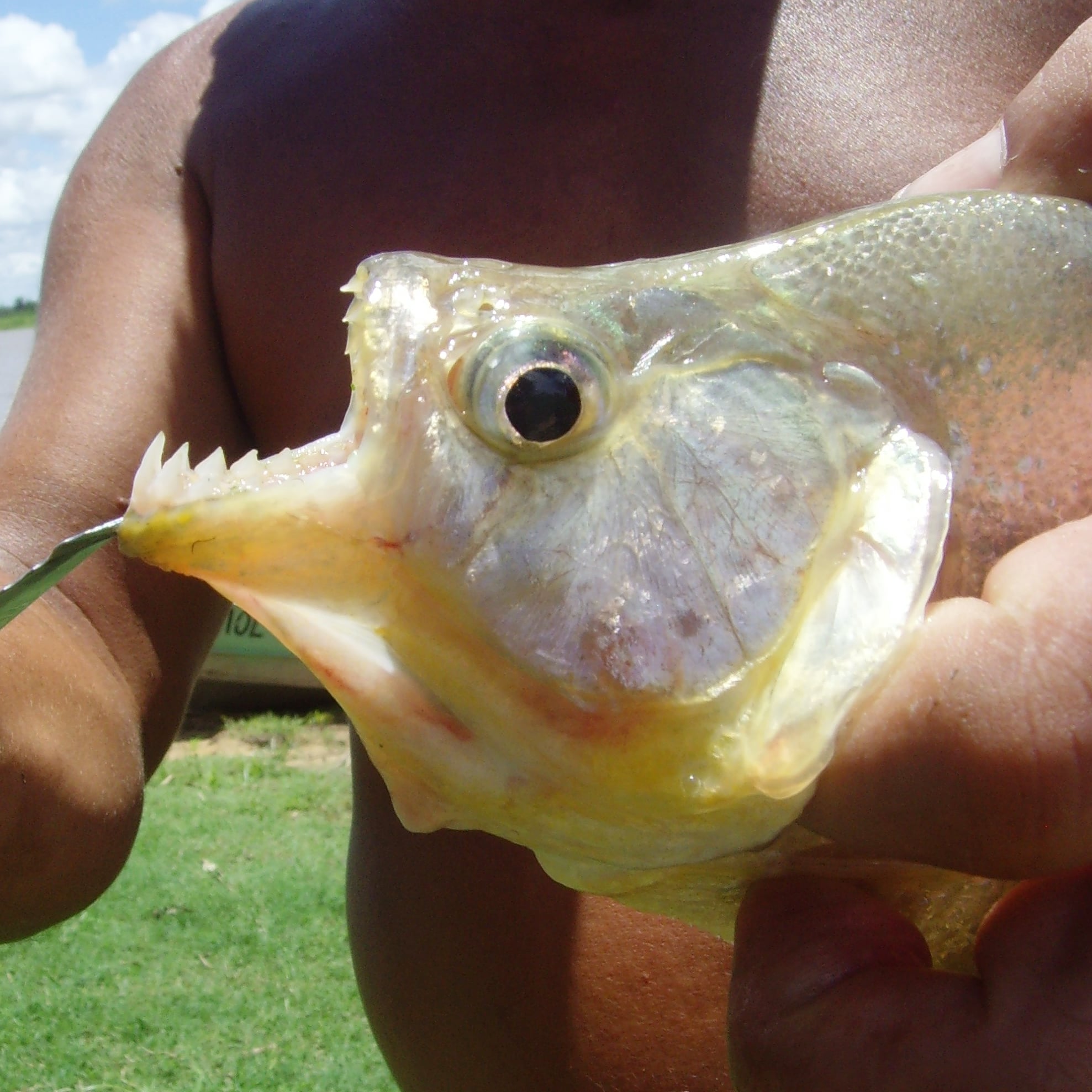man holding a piranha to shows its teeth in the pantanal of brazil