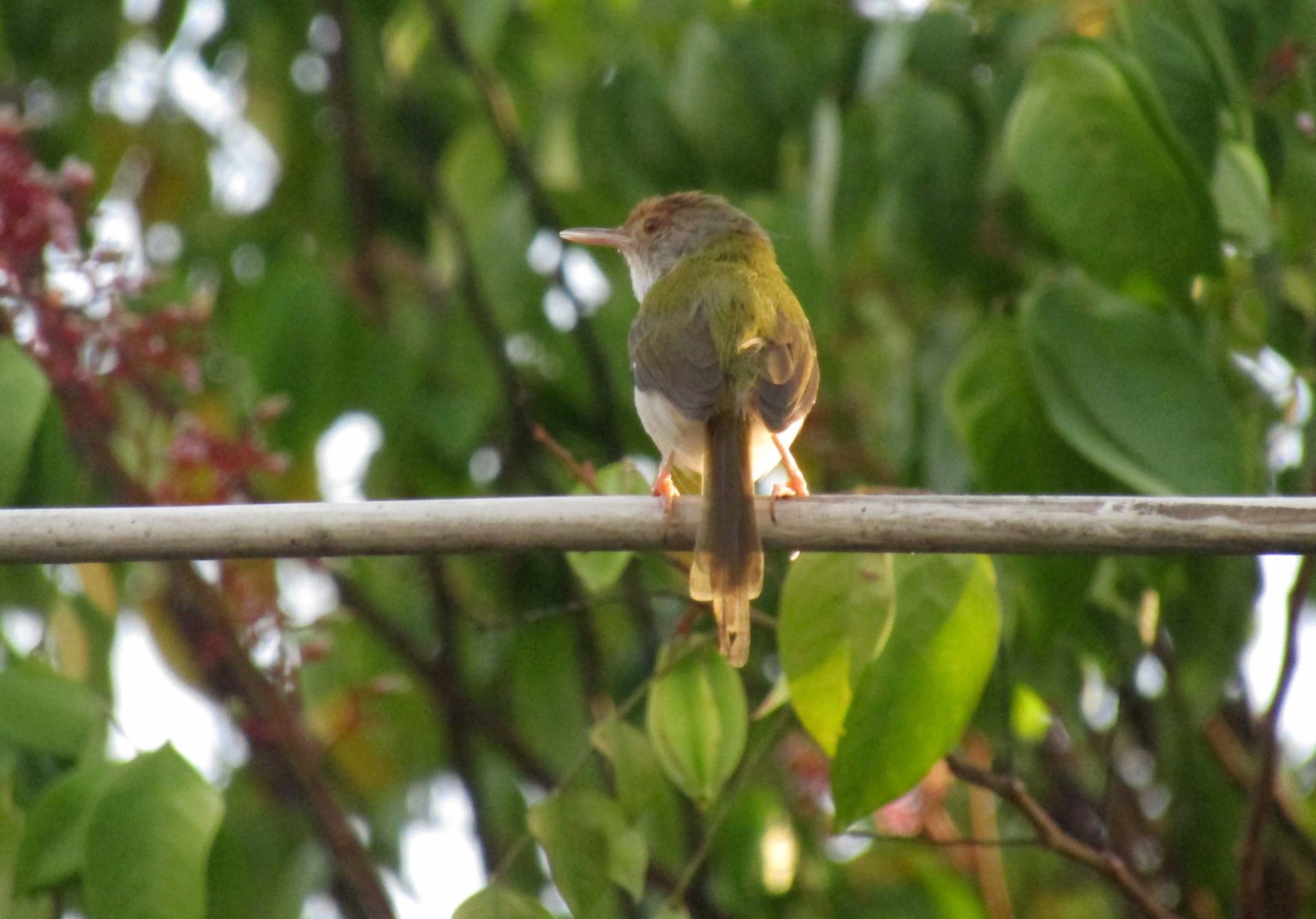 Gambar Cinenen Pisang