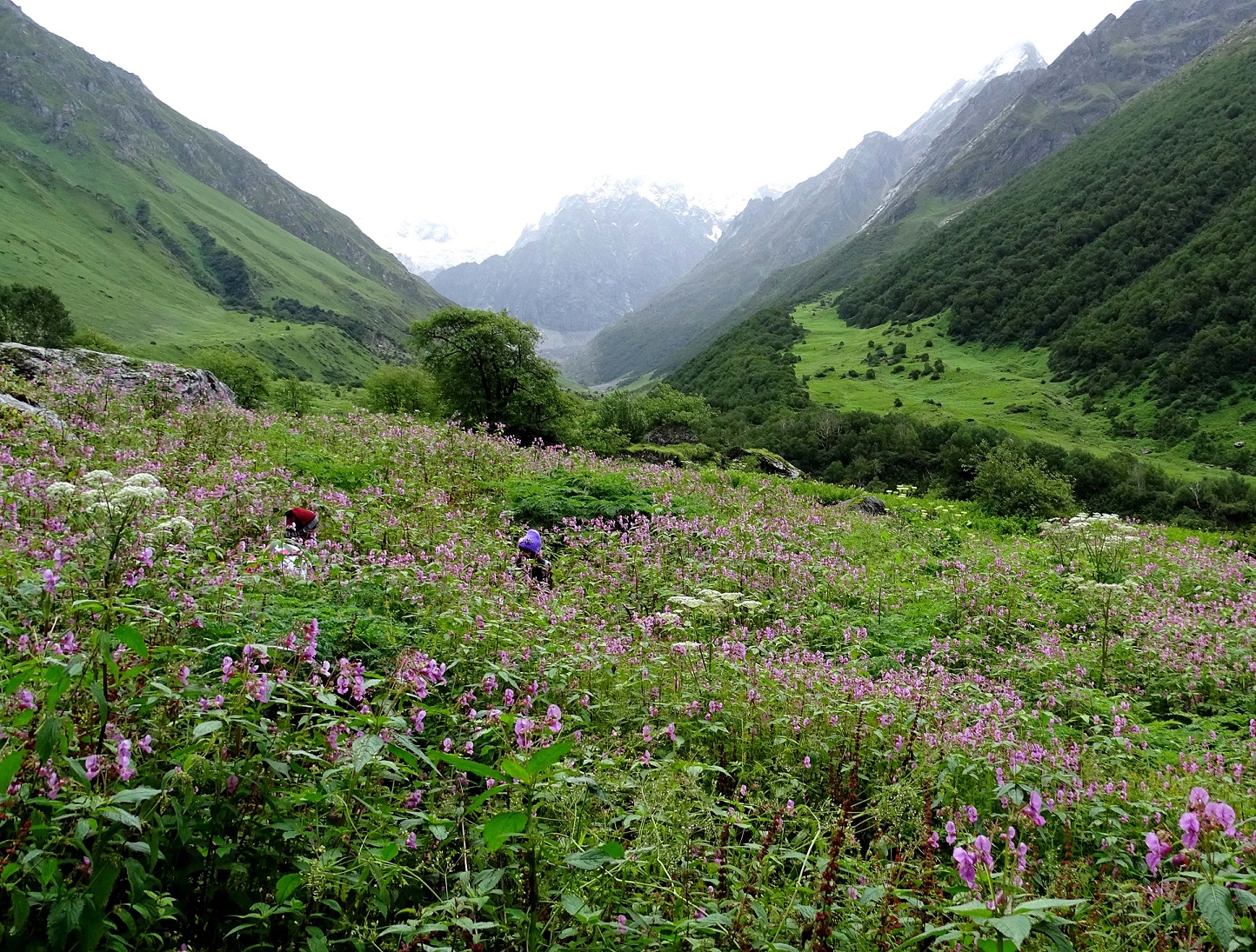 Scenic Flower Valley of India That Must Be Visit Once