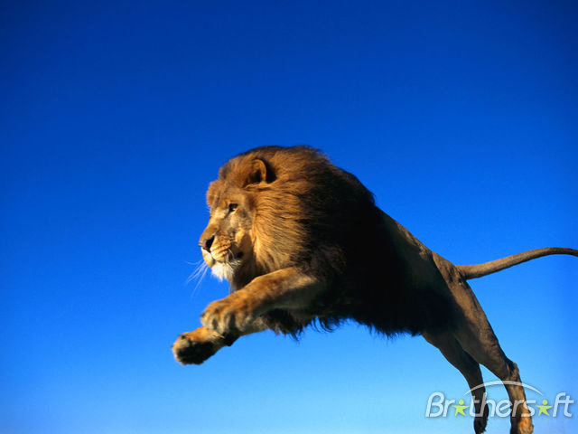 download lion king in the jungle download lion king in the jungle