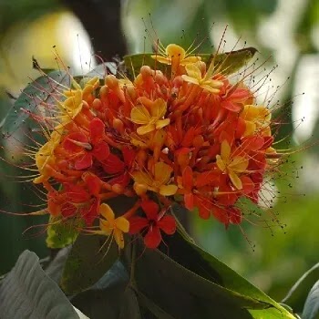 फुलांची नावे, Flowers Name In Marathi सीता अशोक, Sita Ashoka flowers name in Marathi