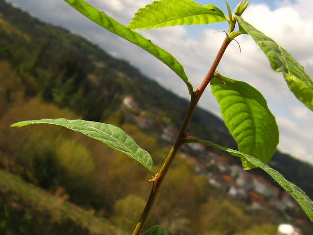 naturaleza naturalmente Geotropismo.