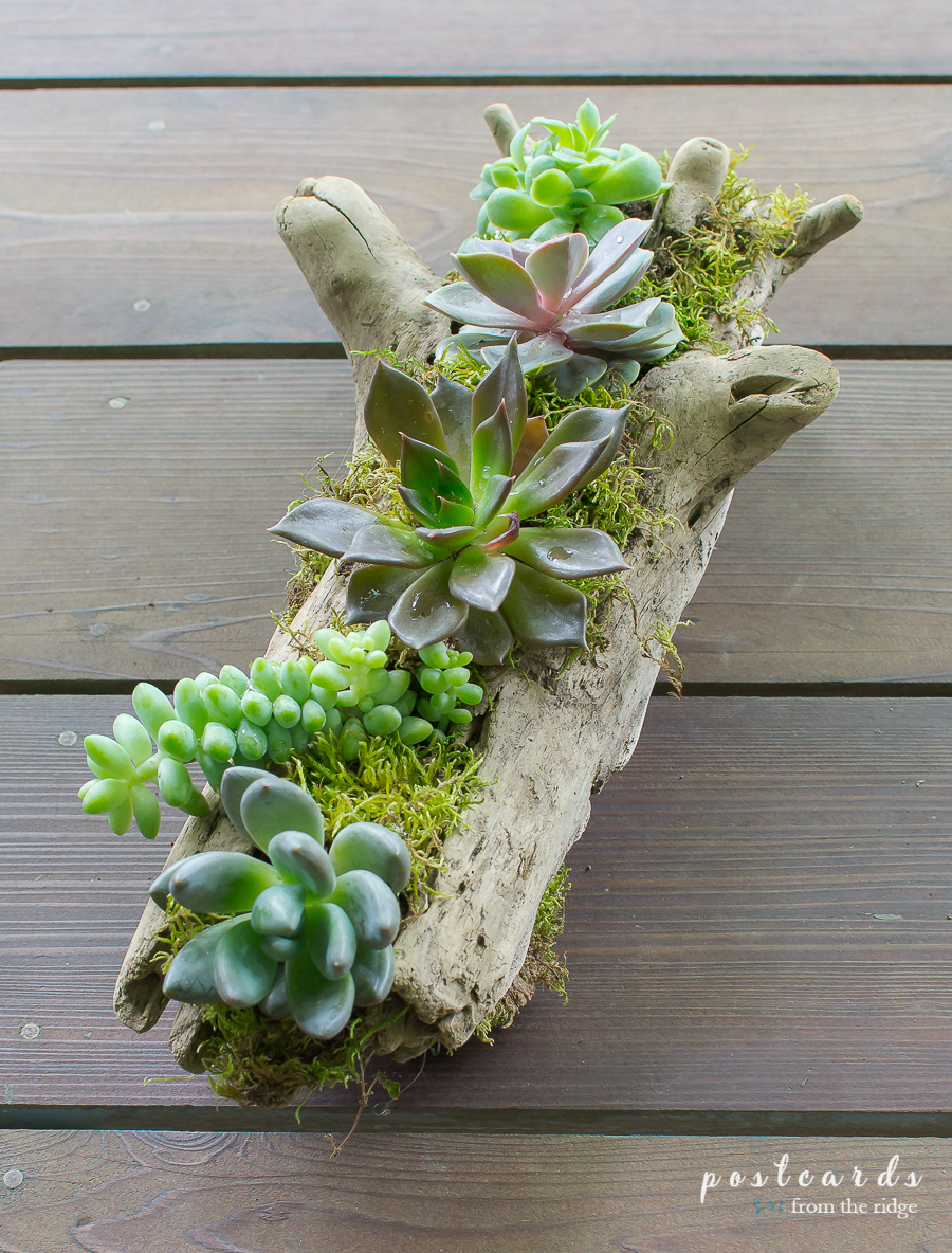 How to make a Driftwood Succulent Planter Postcards from the Ridge