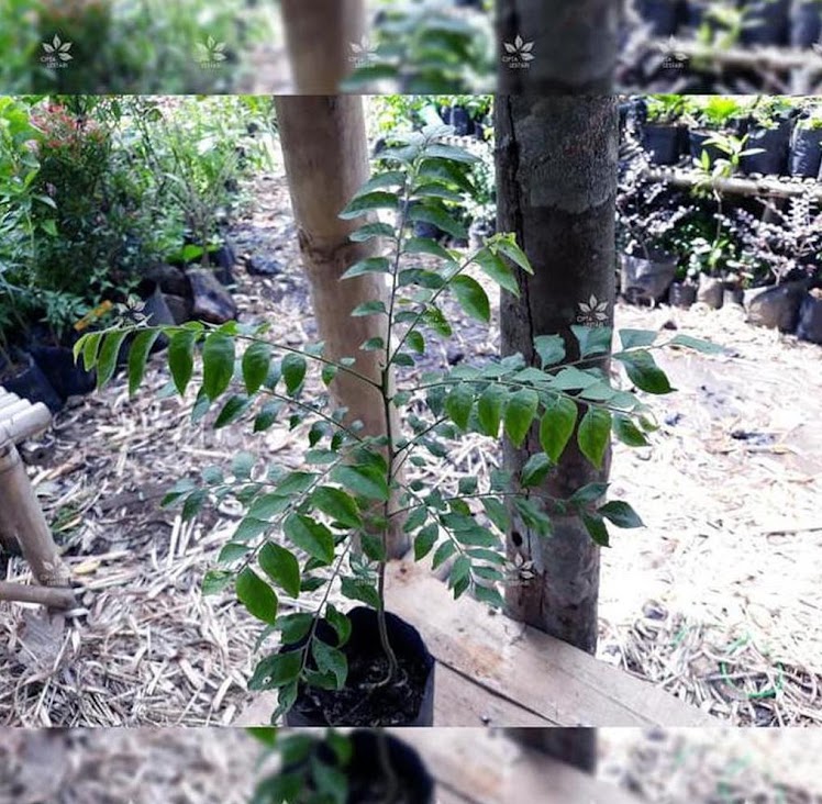 tanaman pohon salam bibit daun kari koja temurui kemuru herbal Tebas