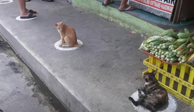 Τον γύρο του διαδικτύου κάνουν οι γάτες που τηρούν τα μέτρα του κορωναϊού