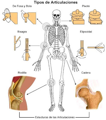 Imagen con los tipos de Articulaciones del cuerpo humano
