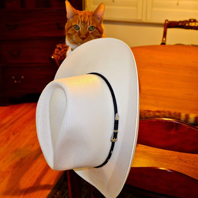 A Cat and a Hat: photo by Cliff Hutson