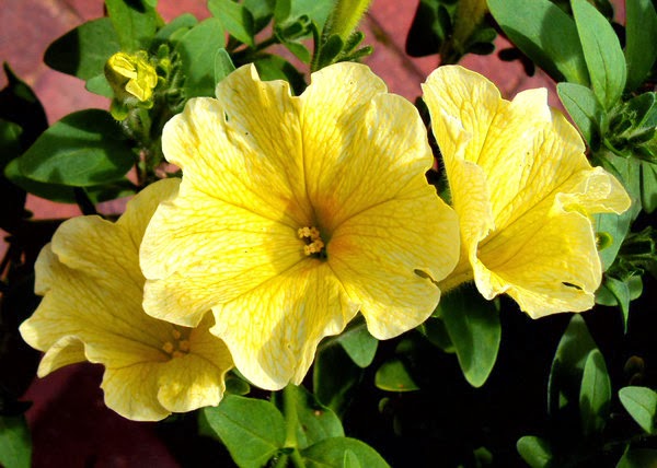 types of flowers with 5 petals Yellow Petunias Flowers | 600 x 428