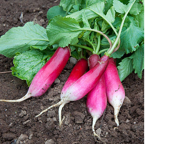 We love Our Bangladesh Radish (Mula) is a winter vegetables in Bangladesh