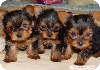Perros Raza Peque a perros-raza-peque-a