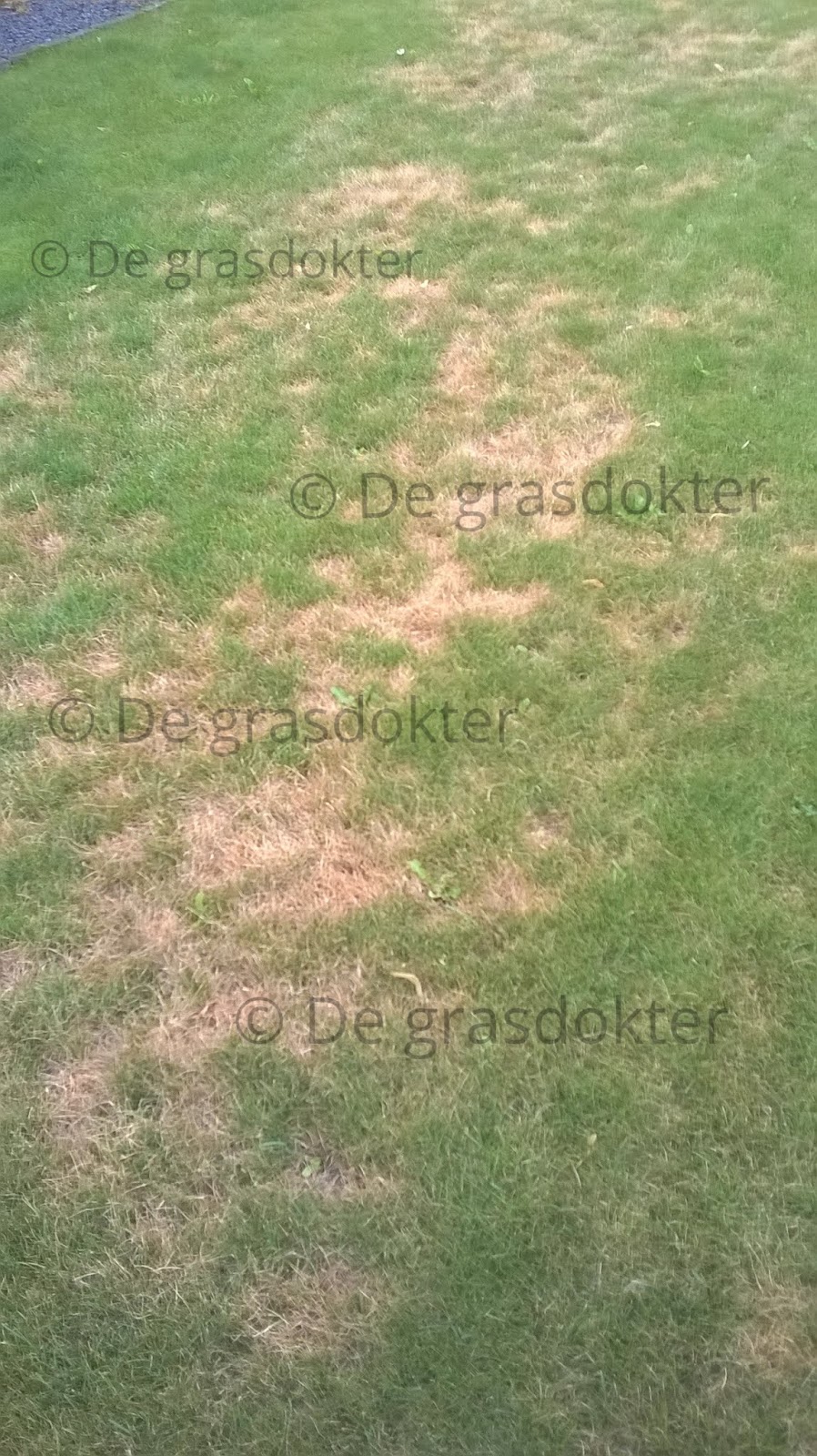 De Grasdokter gele, bruine en dorre plekken gazon