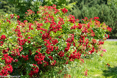 Powsin ogród botaniczny PAN róże