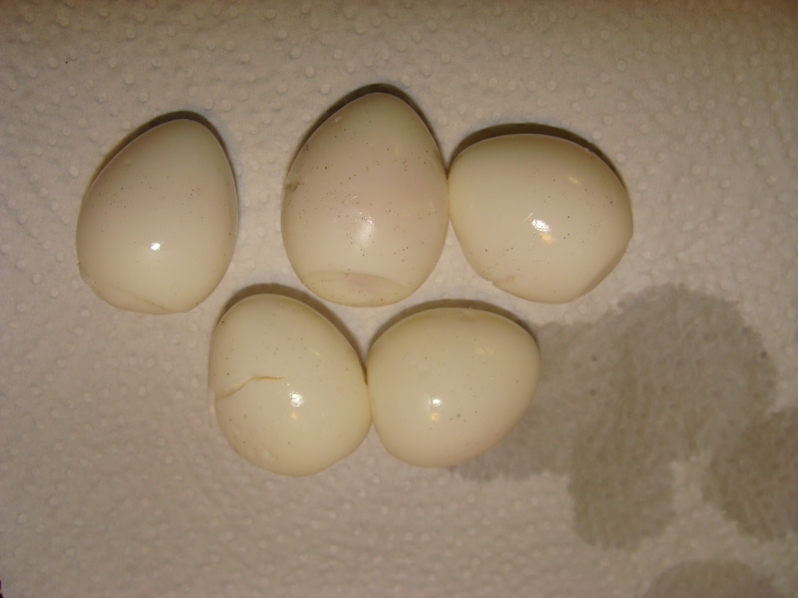 Free From G.: Gluten Free Scotch Eggs