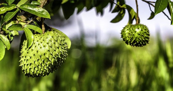 Manfaat Daun Sirsak Untuk Kista Ovarium Manfaat Daun Sirsak Untuk Kista Ovarium