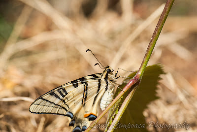 Coada randunicii Segelfalter Scarce Swallowtail Flambé Kardoslepke Iphiclides podalirius