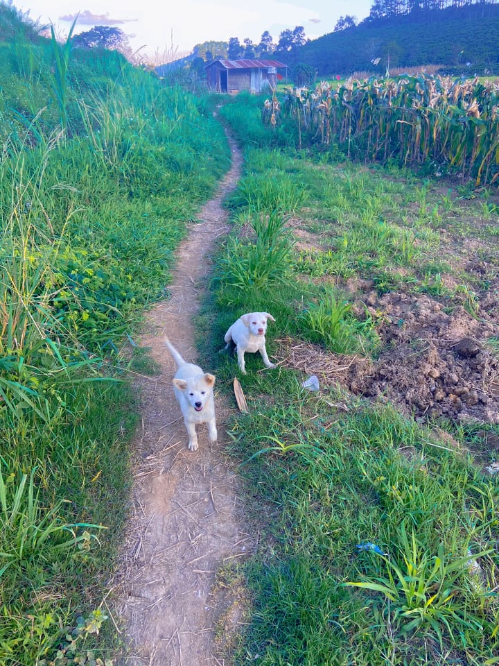 Ghiền Tà Nung  Đà Lạt