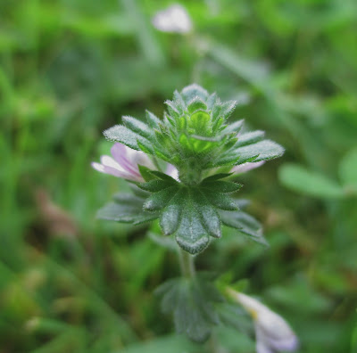 silmäruoho, makro